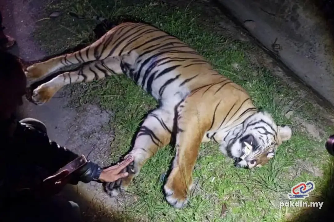 Harimau belang mati dilanggar di Lebuhraya KLK